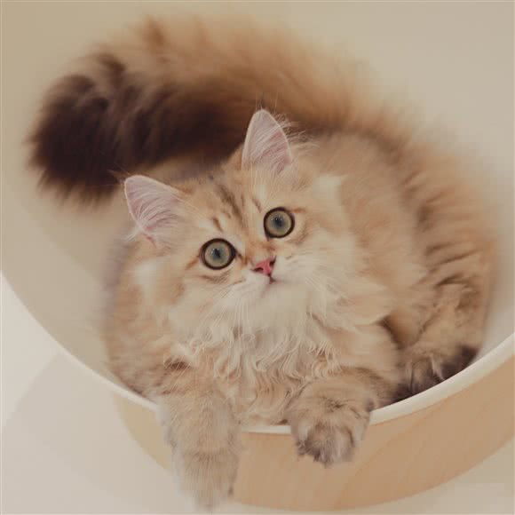 莱茜狗狗.猫咖:杭州市萧山区恒隆广场附近