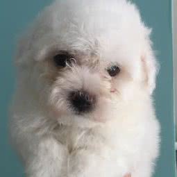 奥妙狗场直销:杭州市余杭区老余杭附近