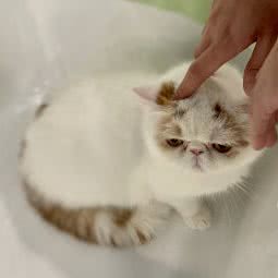 喵生小宠宠物店:杭州市余杭区海创园附近