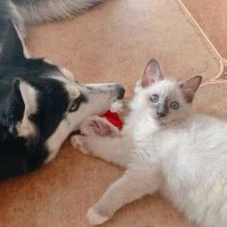 萌宠之家:北京城区昌平区回龙观附近