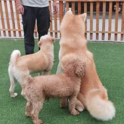 杭州联萌宠物训练学校训犬基地寄养:杭州市余杭区仁和园区附近