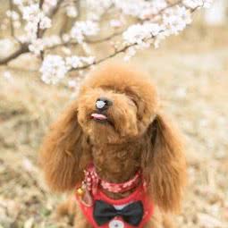 宠物家(回龙观店):北京城区昌平区回龙观附近