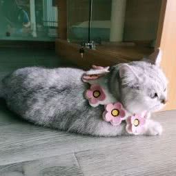 吾灵萌主宠物生活馆:杭州市余杭区闲林附近