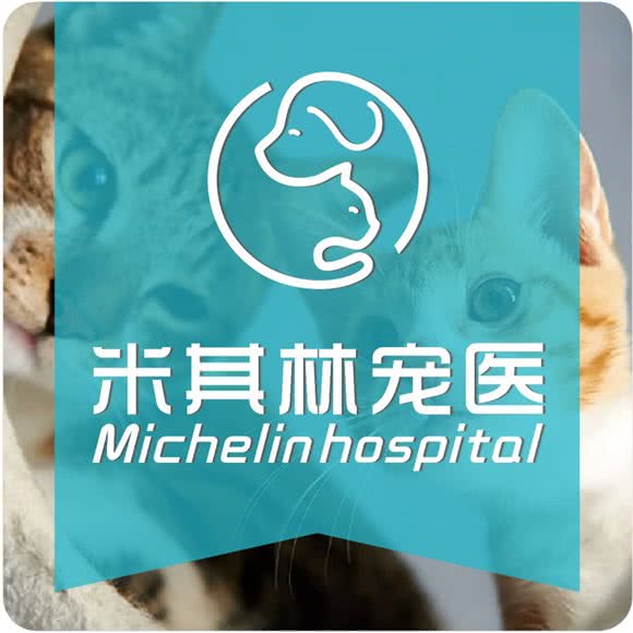 米其林宠医?猫科?骨科?内科:杭州市余杭区五常附近