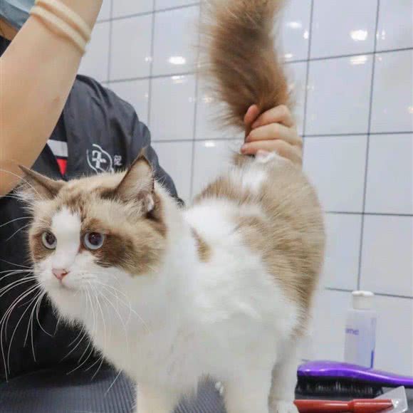 ZERO.零宠:杭州市富阳区富春街道附近