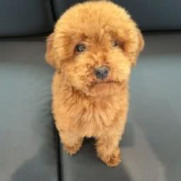 纯犬阁(苋浦店):杭州市富阳区富春街道附近