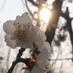 派多格宠物狗:北京城区昌平区回龙观附近