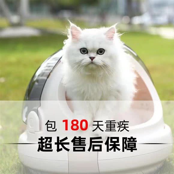 林夕猫舍·活体宠物猫咪售卖(下沙店):杭州市钱塘区下沙附近