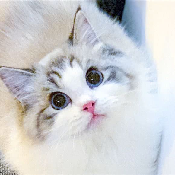 猫大福·Fortune Cat猫舍(望京店):北京城区朝阳区望京附近