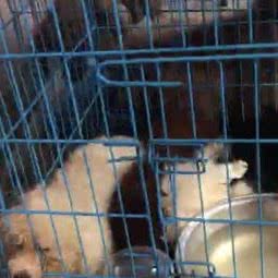 伊宠宠物:杭州市钱塘区下沙附近