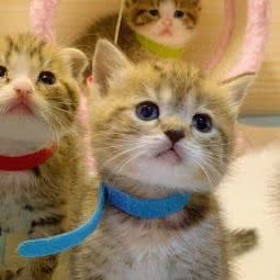 喵星人:杭州市钱塘区下沙附近