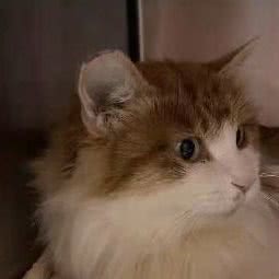 佑宝宠物火化殡葬:北京城区昌平区回龙观附近