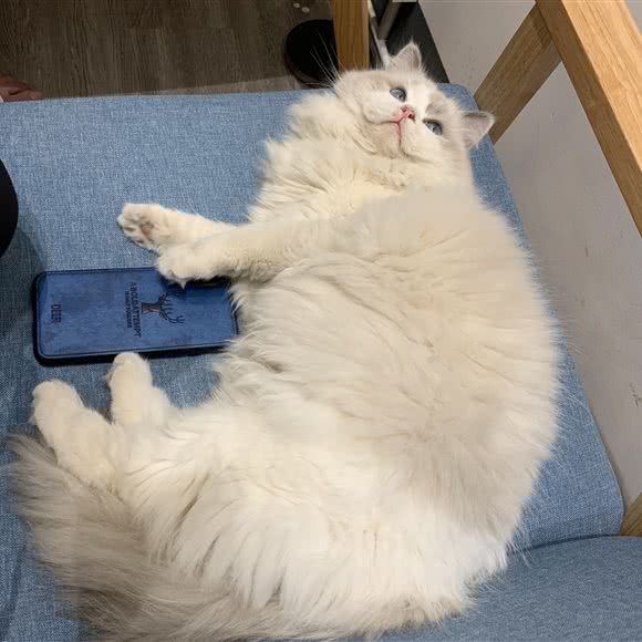 Angel创意猫舍:杭州市钱塘区和达东东城附近