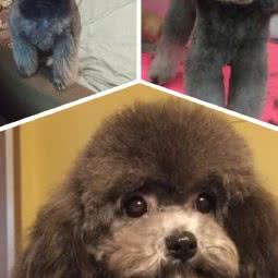 娜咪宠屋:北京城区昌平区回龙观附近