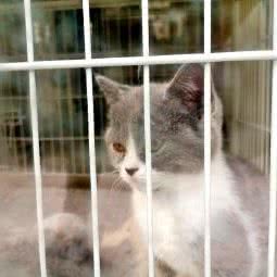 多乐宠物:北京城区昌平区回龙观附近