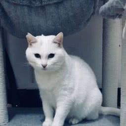 宠物生活馆:北京城区昌平区回龙观附近