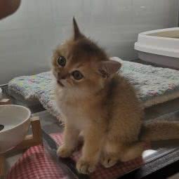 喵同学宠物:杭州市临平区临平附近