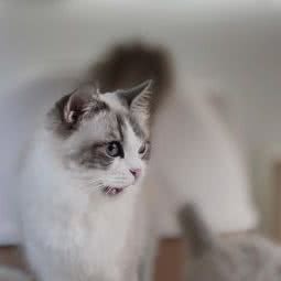 喵汪屋宠物:杭州市临平区临平附近