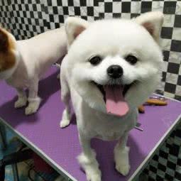 有家宠物店:杭州市临平区临平附近