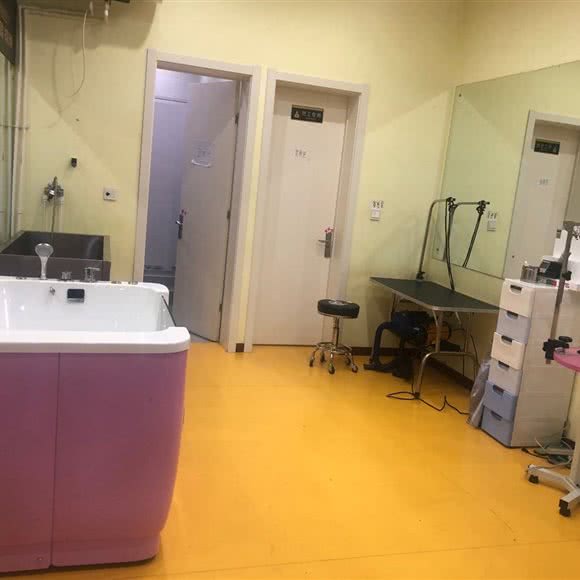 艾特宠物狗活体售卖寄养生活馆:北京城区昌平区回龙观附近