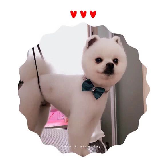 小咪萌宠:杭州市临平区塘栖附近