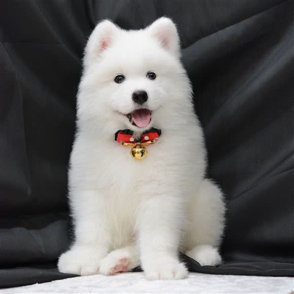 郡轩宠物会所(乔司店):杭州市临平区乔司附近