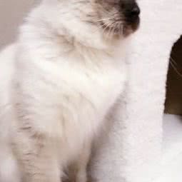 燕子温馨家庭宠物寄养:杭州市临平区崇贤附近