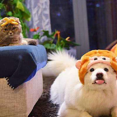 观爱宠物工作室:北京城区昌平区回龙观附近