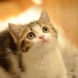 汪喵星球:杭州市临平区临平商贸城附近