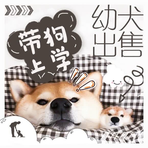 皇家宠物训练寄养学校?幼犬出售:杭州市临平区临平商贸城附近