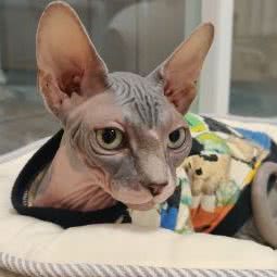 狗来也宠物寄养酒店:北京城区昌平区回龙观附近