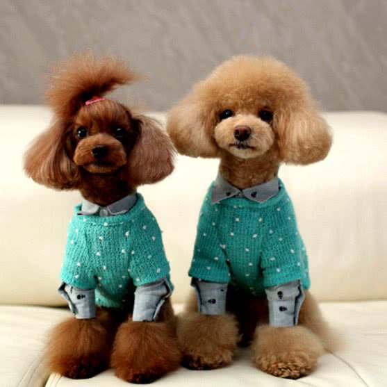 胡巴宠物生活馆临平店:杭州市临平区临平华元欢乐城购物中心附近