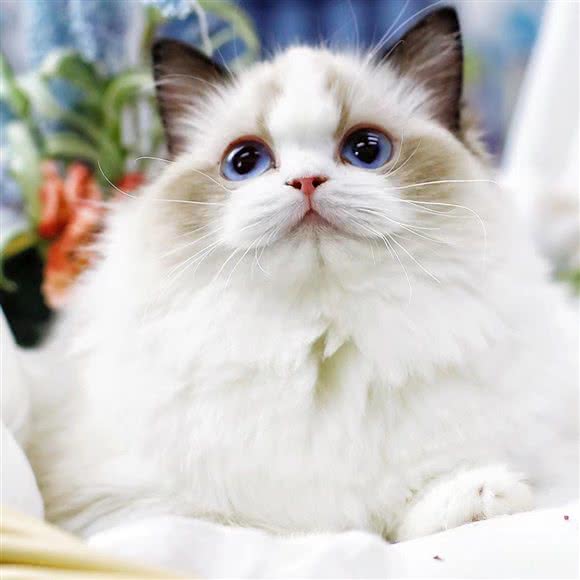 喵屋猫舍·猫咪售卖(天一店):宁波市海曙区天一广场附近