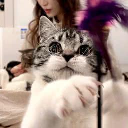 摩森猫舍:宁波市海曙区西门口附近