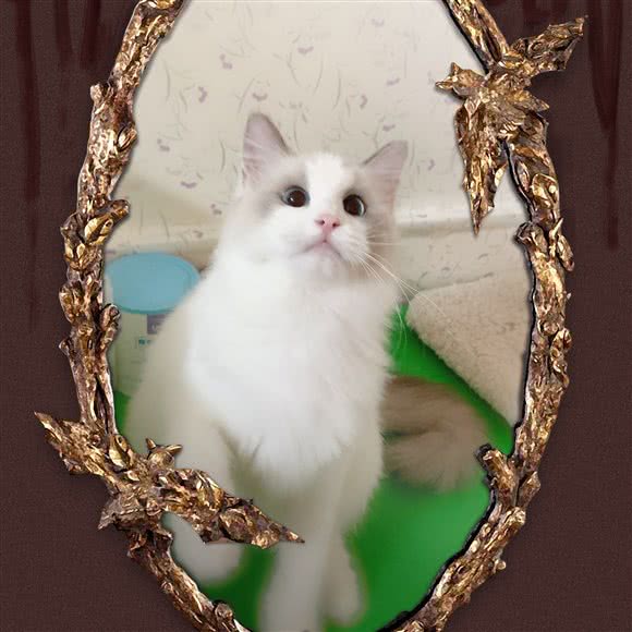 爱宝仔萌宠:宁波市海曙区青林湾附近