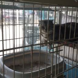 浣锦宠物:宁波市海曙区鄞县大道附近