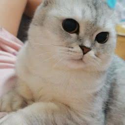 奕佳宠物:宁波市海曙区联丰路沿线附近