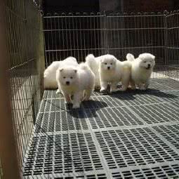 开开心心宠物:宁波市海曙区海曙欧尚附近