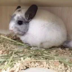 Q派龙科猫生活馆:宁波市海曙区恒茂商业广场附近