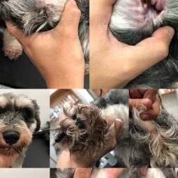 嗝哦狗宠物生活馆:宁波市海曙区集士港附近