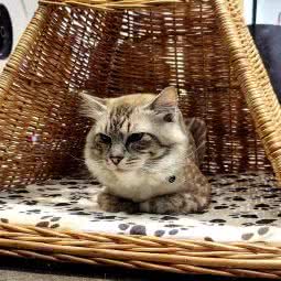 喵了个咪猫舍:宁波市海曙区集士港附近