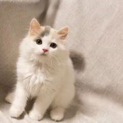 老朋友宠物生活馆:宁波市海曙区环城西路南段附近