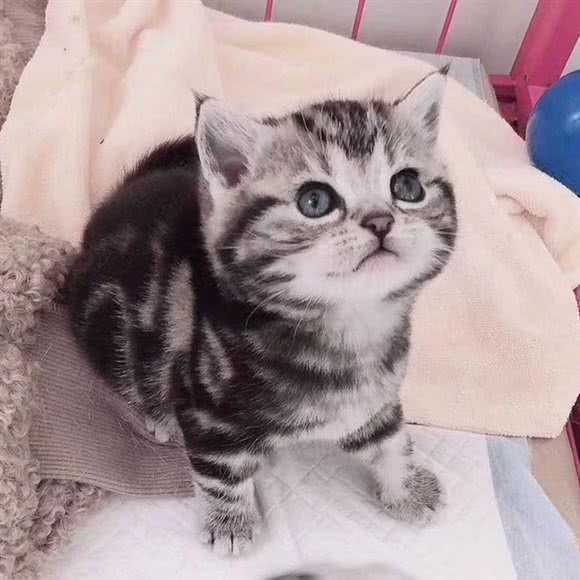 万事屋宠物生活馆:宁波市江北区江北万达广场附近