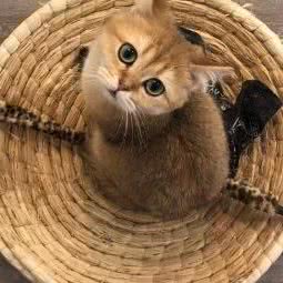 猫九亭:宁波市江北区宁波大学农贸附近