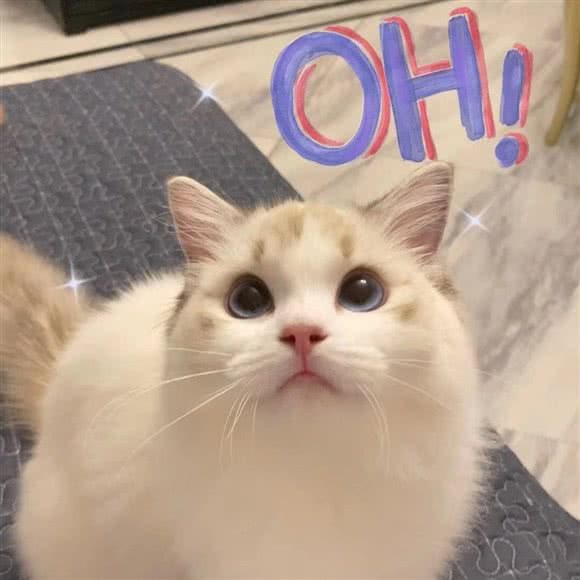 KUNEKUNE 宠物:宁波市江北区1872花园坊附近