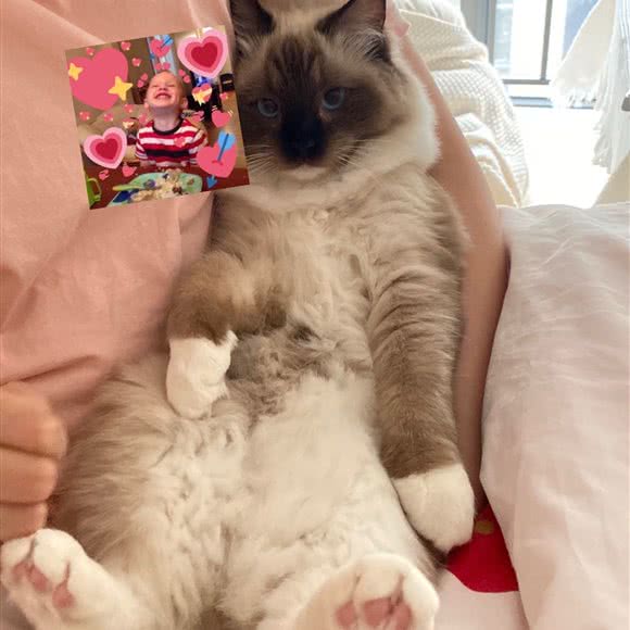 小爪印猫舍:北京城区昌平区回龙观附近