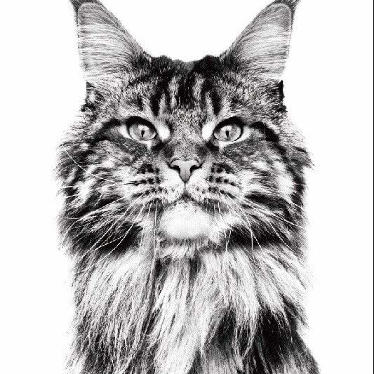 皇家宠物:宁波市北仑区富邦广场附近