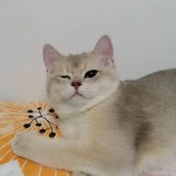 萌喵传★猫舍(回龙观店):北京城区昌平区回龙观附近