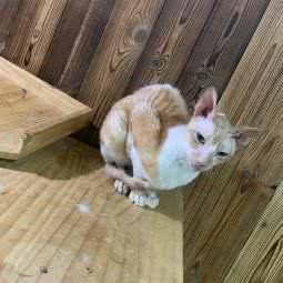 名喵汪族:宁波市北仑区新大路沿线附近