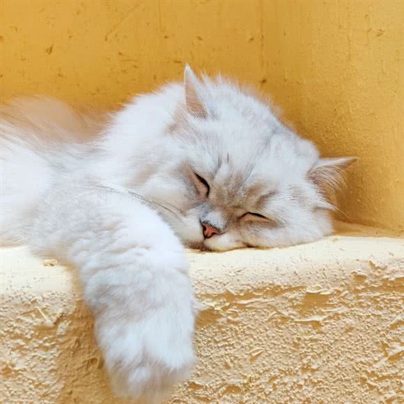 拾忆猫院:北京城区昌平区回龙观附近